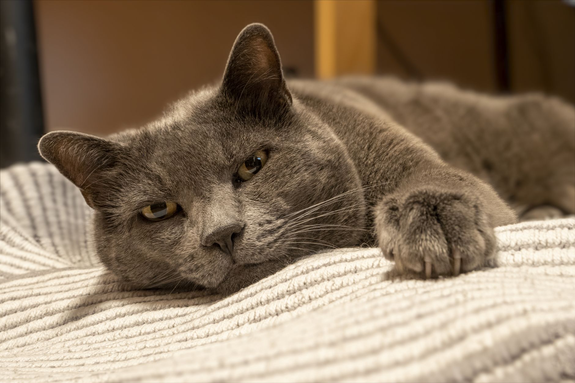 Your Motivation Is a Cat, Not a Dog